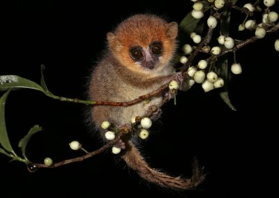 Wildlife Fotoreis Madagaskar De rode muismaki (Microcebus rufus) Nature Talks Fotoreizen, natuurfotografie reis