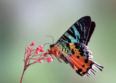 Fotoreis Madgaskar, the Madagascan sunset moth Chrysiridia rhipheus Nature Talks Fotoreizen, natuurfotografie reis