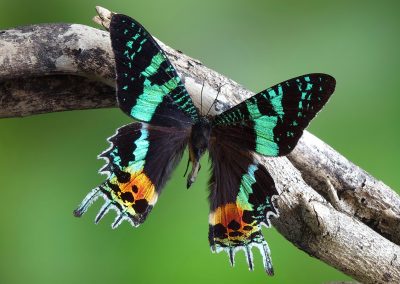 Fotoreis Madgaskar, the Madagascan sunset moth Chrysiridia rhipheus Nature Talks Fotoreizen, natuurfotografie reis