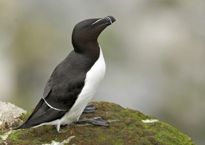 Fotoreis Nature Talks Fins Lapland Hornøya, Varanger