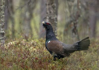 Fotoreis Nature Talks Fins Lapland Hornøya, Varanger Taigagaa Kaamaneni