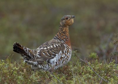 Fotoreis Nature Talks Fins Lapland Hornøya, Varanger