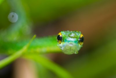 Fotoreis Costa Rica slang Nature Talks-Natuurfotografie-reizen-natuurfotografie