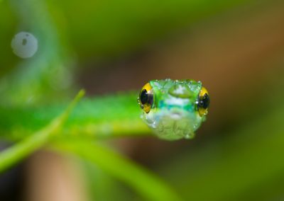 Fotoreis Costa Rica slang Nature Talks-Natuurfotografie-reizen-natuurfotografie