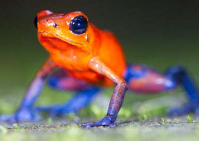 Fotoreis Costa Rica gifkikker -Nature_Talks-Natuurfotografie-reizen-natuurfotografie