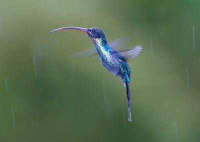 Costa Rica-Nature_Talks-Natuurfotografie-reizen-natuurfotografie