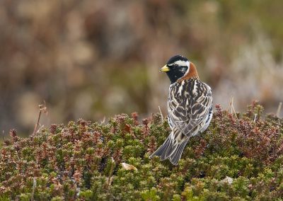 Fotoreis Nature Talks Fins Lapland Hornøya, Varanger