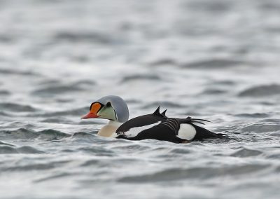 Fotoreis Nature Talks Fins Lapland Hornøya, Varanger