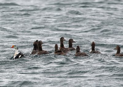 Fotoreis Nature Talks Fins Lapland Hornøya, Varanger