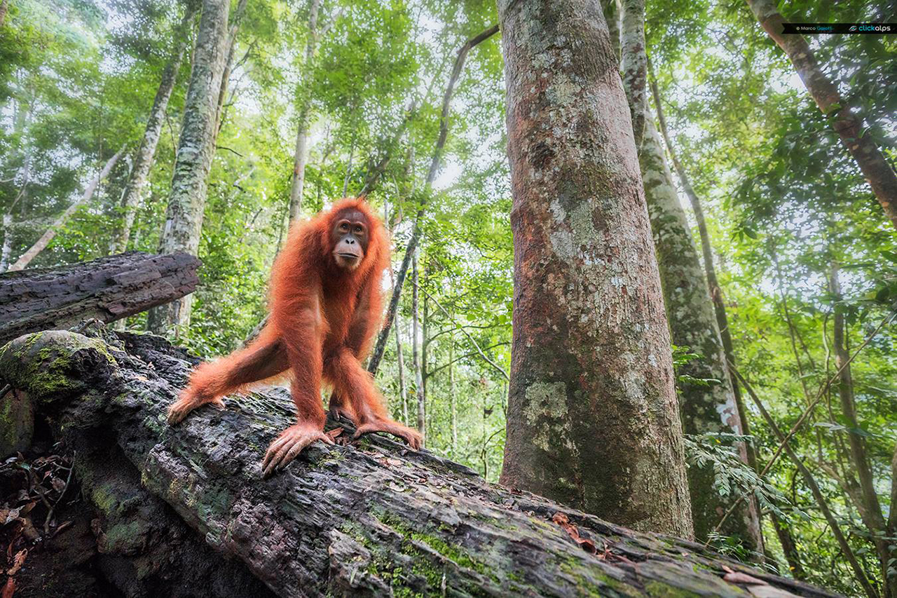 Marsel van Oosten Nature Talks Photo Festival 2020