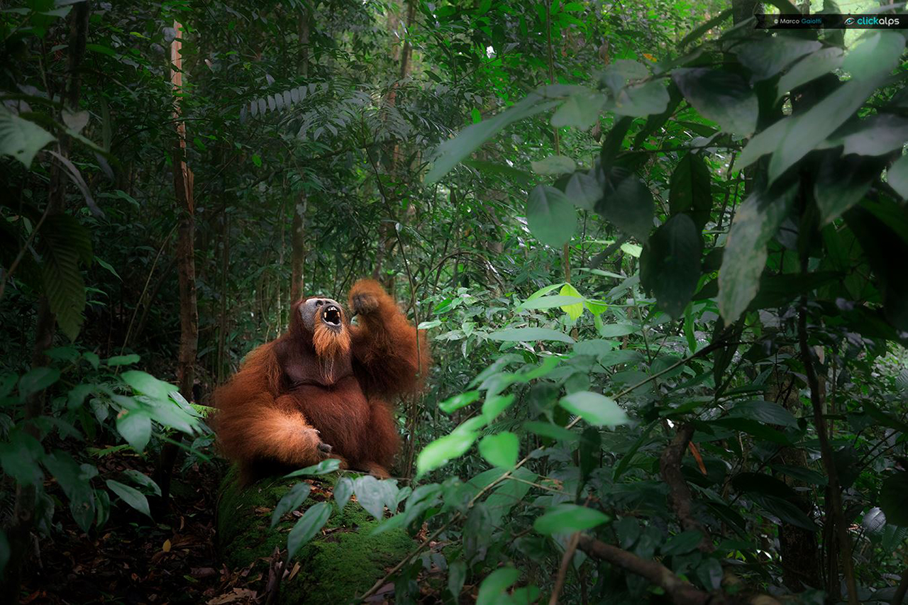 Andrew-Parkinson-Nature-Talks-Photo-Festival