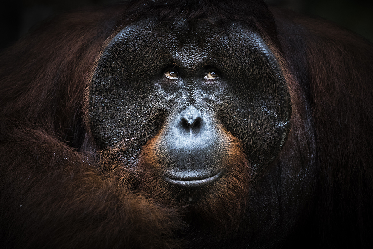 Marsel van Oosten Nature Talks Photo Festival 2020