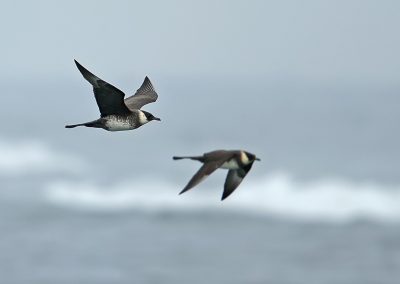 Fotoreis Nature Talks Fins Lapland Hornøya, Varanger