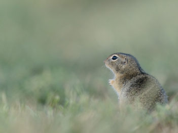 Fotoreis Bulgarije: een combinatie van wildlife- en vogelfotografie