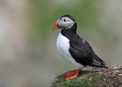 Fotoreis Nature Talks Fins Lapland Hornøya, Varanger