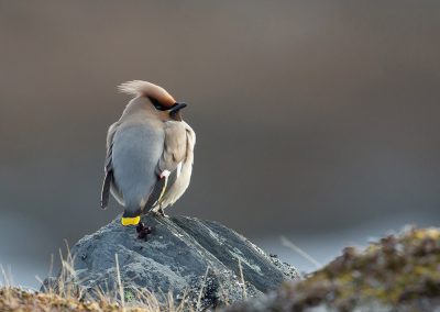 Fotoreis Nature Talks Fins Lapland Hornøya, Varanger