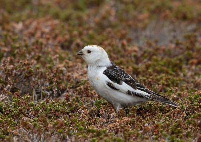 Fotoreis Nature Talks Fins Lapland Hornøya, Varanger