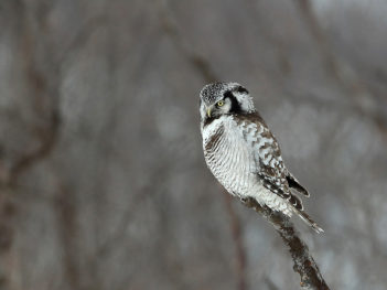 Vogelfotografie reis Fins Lapland, Varangerfjord en Hornoya