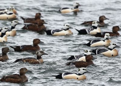 Fotoreis Nature Talks Fins Lapland Hornøya, Varanger