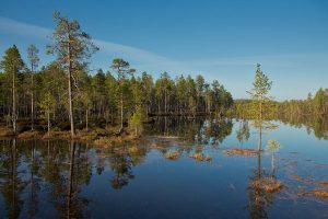 Fotoreis Nature Talks Fins Lapland Hornøya, Varanger Taiga