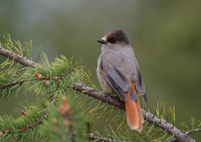 Fotoreis Nature Talks Fins Lapland Hornøya, Varanger Taigagaa Kaamaneni