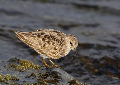 Fotoreis Nature Talks Fins Lapland Hornøya, Varanger Temmincks strandloper