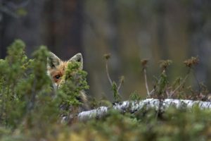 Fotoreis Nature Talks Fins Lapland Hornøya, Varanger Vos