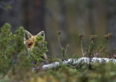 Fotoreis Nature Talks Fins Lapland Hornøya, Varanger Vos