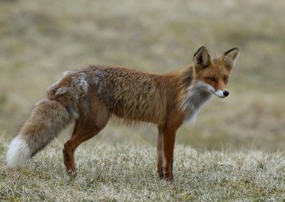 Fotoreis Nature Talks Fins Lapland Hornøya, Varanger Vos