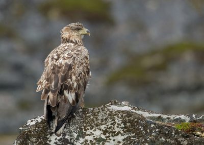 Fotoreis Nature Talks Fins Lapland Hornøya, Varanger Zeearend