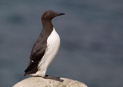 Fotoreis Nature Talks Fins Lapland Hornøya, Varanger Zeekoet