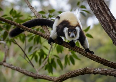 madagaskar-lemuur-2-nature-talks