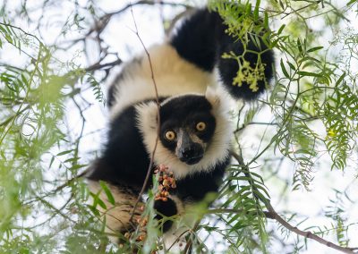 Fotoreis madagaskar-maki-nature-talks fotoreizen