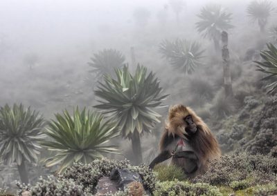 Fotoreis_Nature talks_Marco_Gaiotti_Ethiopie_fotografiereis