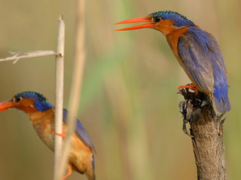 Fotoreis Gambia en Senegal vogelparadijs West Afrika