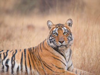 Fotoreis India met tijgers, luipaarden en vogels