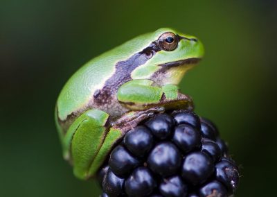 Fotoworkshop boomkikkers Nature Talks Photo Festival