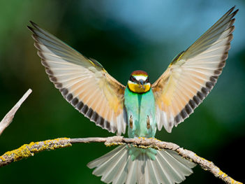 Fotoreis Hongarije: Mooie vogelsoorten vanuit o.a. fotohutten