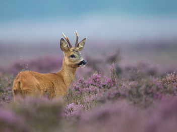 Foto 3-daagse Drenthe: Allround zomerse natuurfotografie workshops