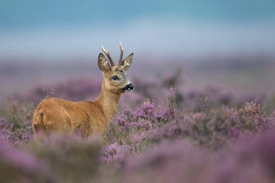 Fotoweekend drenthe