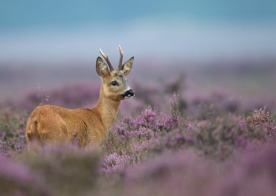 Fotoweekend drenthe