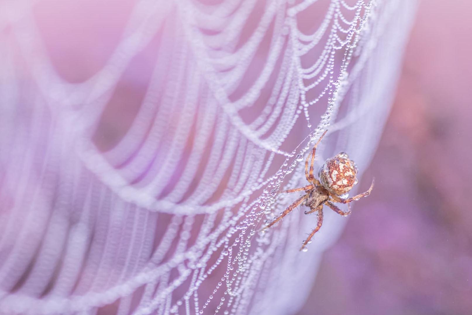 Gevecht keizerarenden tegen een schitterend decor, fotoreis Spanje © Mapp Grimm