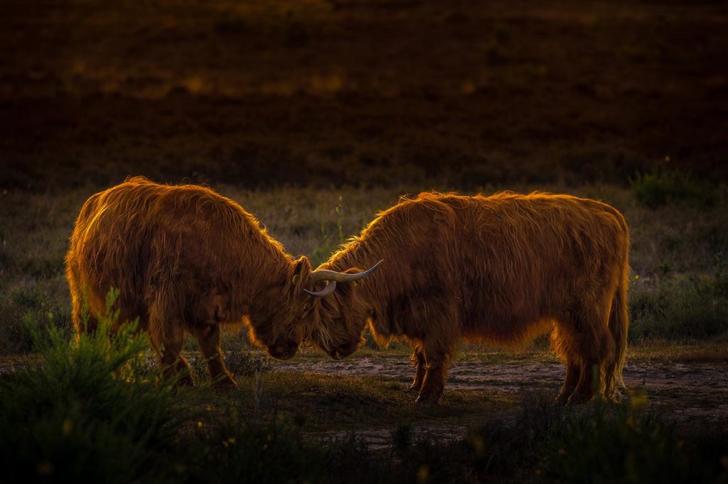 Natuurfotografie op de Westerheide met een foto van twee runderen gemaakt door Andy Luberti