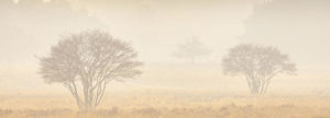 Bomen in de mist in de Westerheide foto gemaakt door Nature Talks workshopbegeleider Andy Luberti