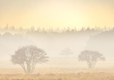Fotoworkshop natuurfotografie foto met mist op de Westerheide door Nature Talks begeleider Andy Luberti
