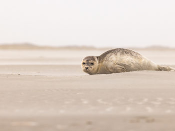 Fotoreis Schiermonnikoog