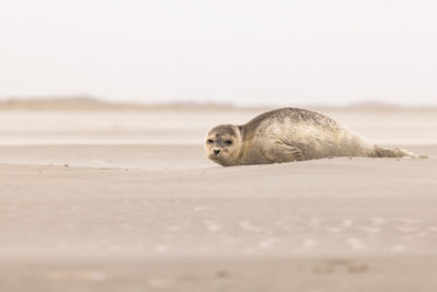 Fotoreis Schiermonnikoog zeehond op het strand