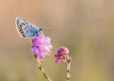 Nature talks heideblauwtje Yvonne van der Laan