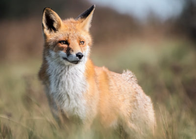 Fotoworkshop_Nature_talks_wildlifefotografie_Peter_van_der_Veen