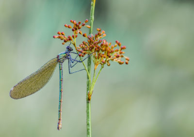 Nature Talks weidebeekjuffer Yvonne van der Laan